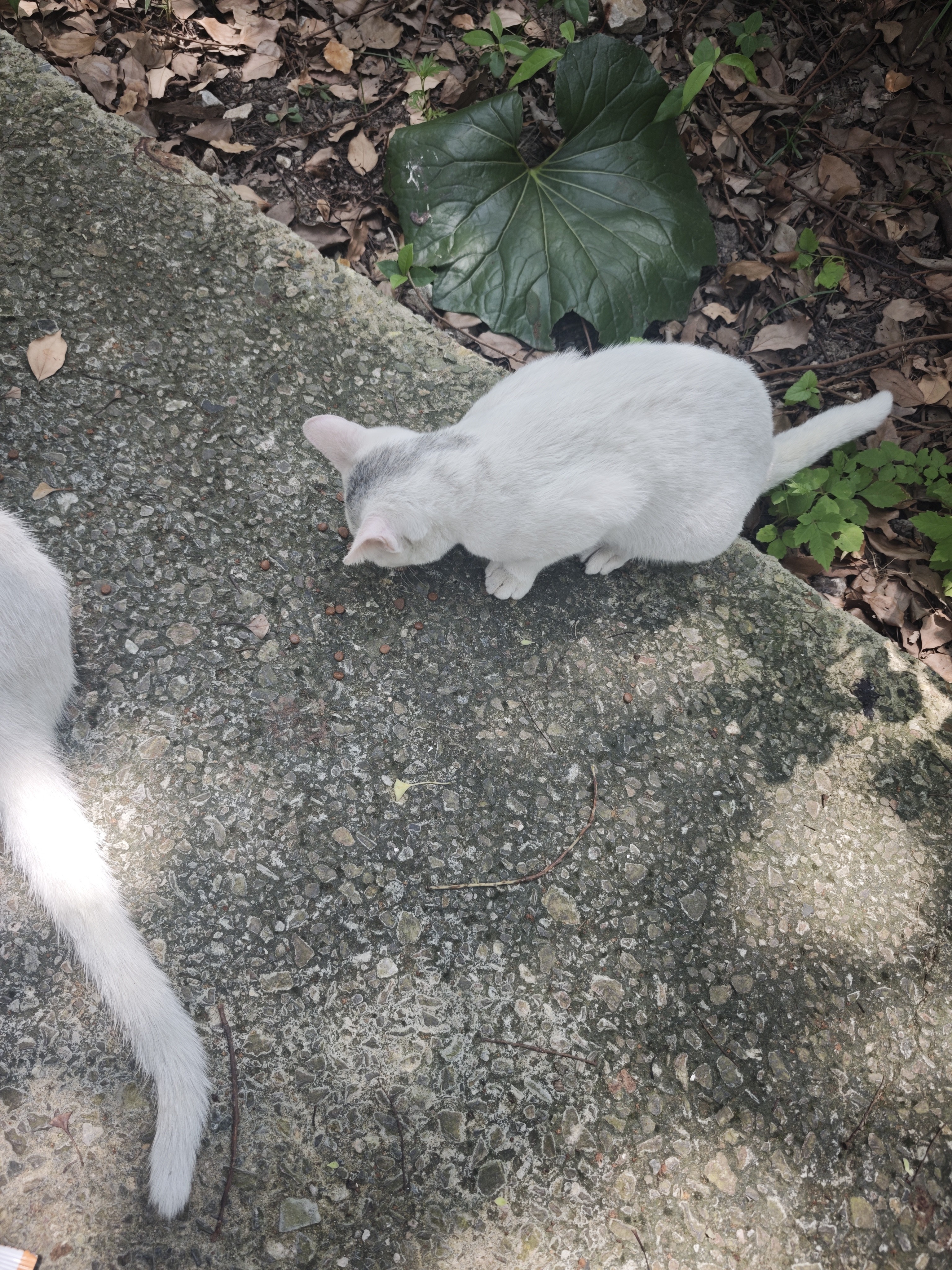 网易严选【梓渝好物】全价鲜蒸成猫幼猫粮高鲜肉护胃好消化 全阶段1.5kg 实拍图