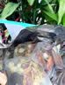 南同神州同仁堂山楂荷叶决明子陈皮清轻茶餐后解腻去油适合久坐人群泡水喝 实拍图
