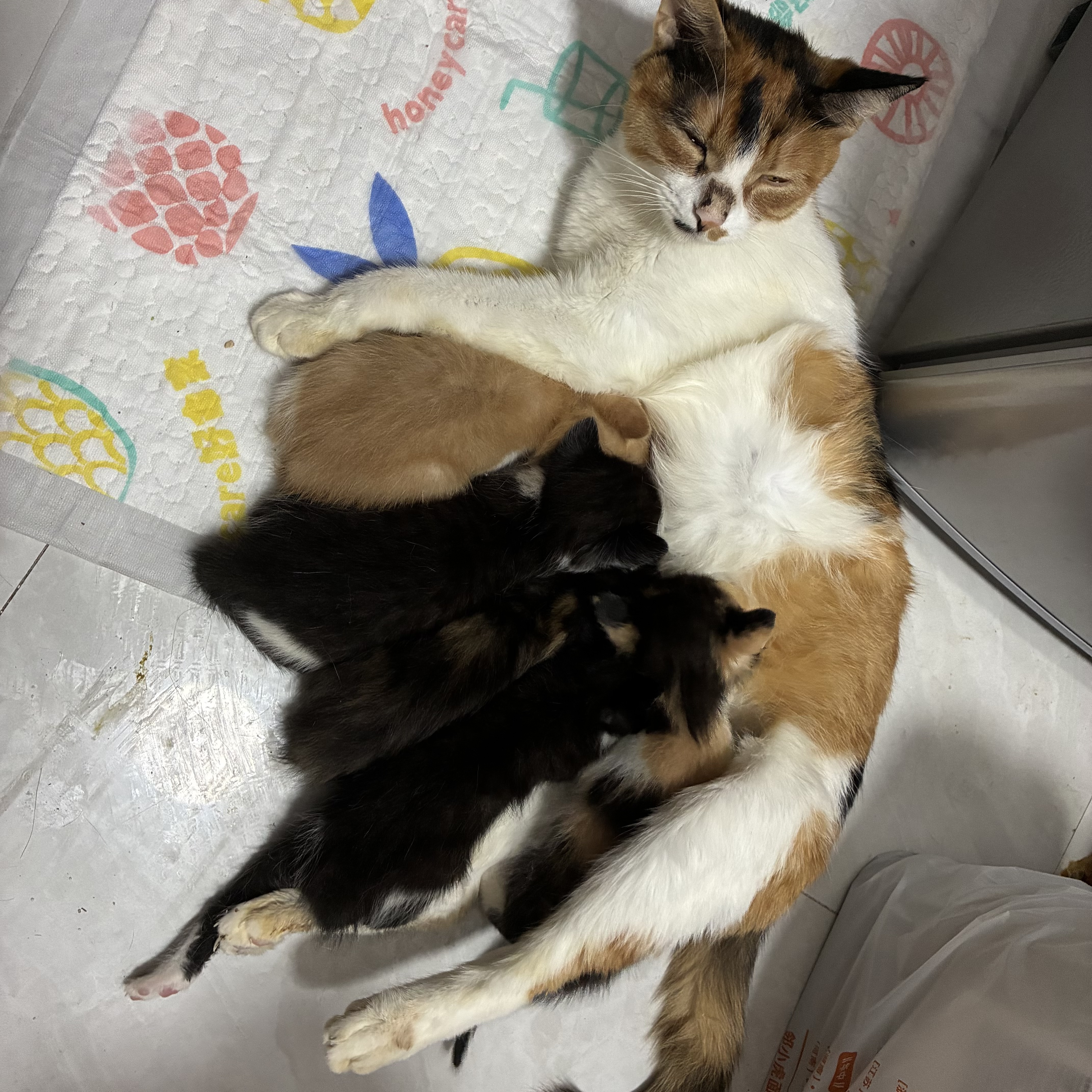好主人 猫零食猫咪零食 主食白肉汤罐猫罐头85g*12 实拍图