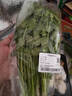 带根香菜100g 实拍图