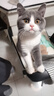 网易严选全价鲜蒸猫饭猫湿粮罐头主食级餐盒成猫幼猫通用鸡肉口味50g*48罐 实拍图