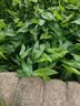 窝小芽 一周卡通馒头 儿童早餐面点果蔬无添加420g(共2盒)享宝宝辅食谱 实拍图