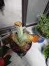 九千谷植物攀爬支架包钢管花盆爬藤花架蔷薇月季葡萄固定架子75cm4641 实拍图