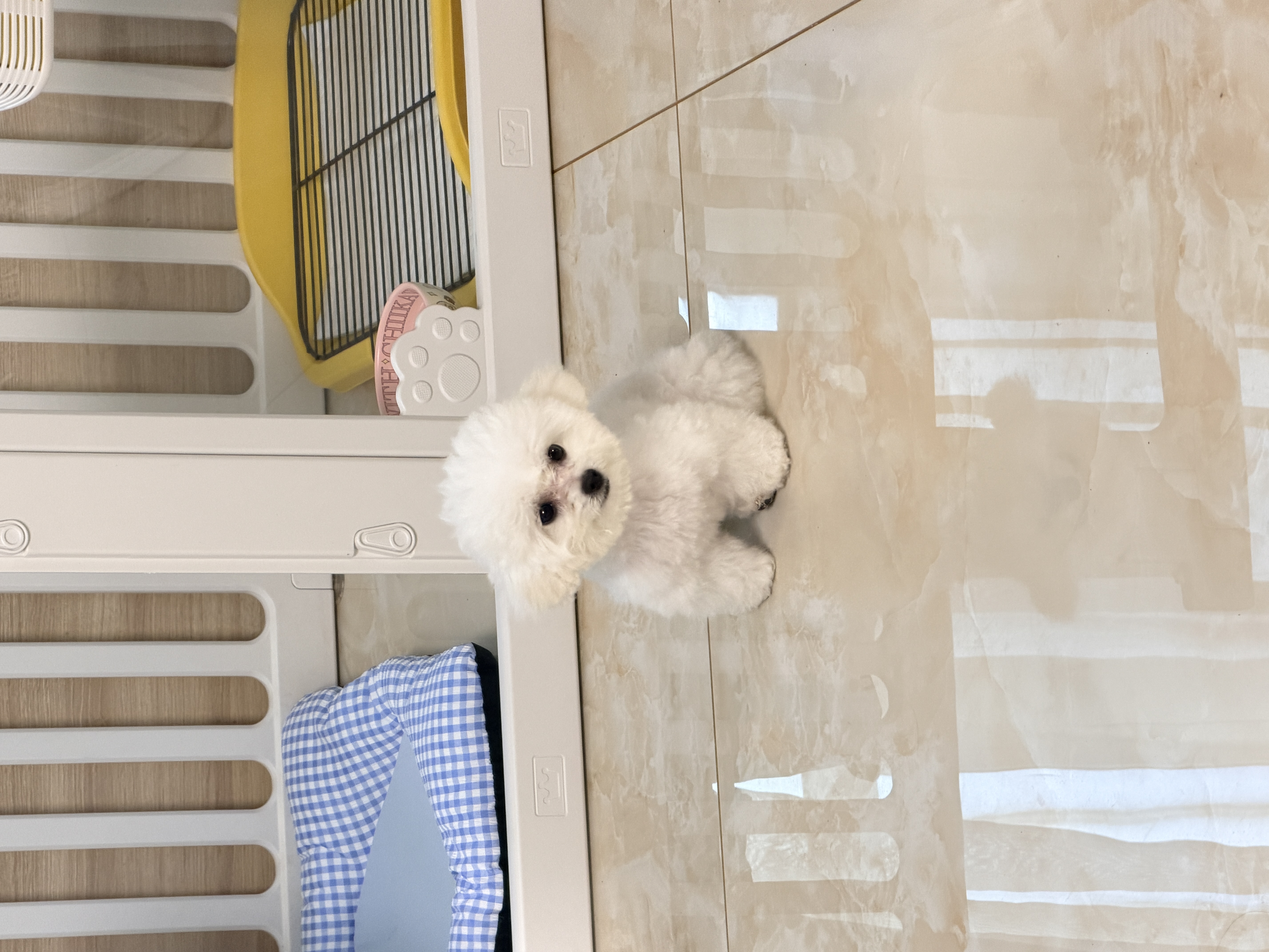 贝初众狗围栏室内宠物围栏狗笼子狗栅栏狗笼小中大型犬猫围栏狗笼折叠 半景透明-100*50*60cm【4片+2透明】 加重带吸盘 防推倒 简约大气 实拍图