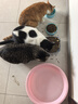 伟嘉成猫猫粮1.3kg牛肉味布偶蓝猫橘猫加菲英短猫咪夹心粮全价粮 实拍图