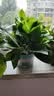 京东绿植绿萝盆栽除甲醛花卉绿植办公室新房净化空气180加仑4盆装源头直发 实拍图
