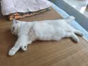 皇家猫粮 室内成猫粮 I27 通用粮 12月以上 10KG 实拍图