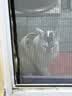 力狼猫条猫咪零食幼猫成猫宠物罐头猫咪汤包湿粮 【100支】五种口味15g*100支 实拍图