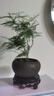 文竹盆栽绿植花卉盆景植物室内客厅水培文松云竹文竹大苗四季常青 文竹+舍得陶瓷盆+塑料圆底托 高度15-25cm 实拍图