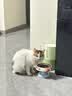 licheers猫碗猫食盆猫狗慢食护颈喝水碗底盘防滑狗碗带不锈钢碗 奶油白 实拍图