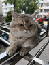阿飞和巴弟猫粮E76益生菌全价冻干双拼全阶段通用猫粮鸡肉三文鱼 2kg 实拍图
