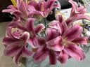 悦多彩AB级优质香水百合 家庭办公室各色生活鲜花 昆明基地 现采直发 【顺丰】粉色系百合10朵  ( 双头5枝) 实拍图