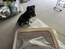 HELLOJOY狗厕所中型小型犬专用防踩屎便盆尿尿盆非不锈钢大小便神器狗砂盆 实拍图