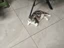 京东家政【宠物上门喂养单次服务】上门喂猫喂狗 影像实时记录 实拍图