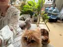 网易严选全价猫粮4.0 成幼猫通用无谷全阶段滋补猫粮 乳鸽乌鸡味1.5kg*6袋 实拍图