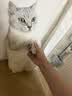 诚实一口小金袋鲜肉全价烘焙猫粮成猫幼猫室内外21天美毛亮毛专研9kg 实拍图