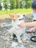 疯狂小狗中大型犬狗粮成幼犬40斤宠物边牧金毛拉布拉多鸡肉燕麦20kg囤货装 实拍图