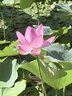 Mistine蜜丝婷防晒霜小黄帽面部水感养肤防水汗紫外线40ml七夕礼物送女友 实拍图