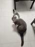 冠能猫粮室内成猫猫粮2.5kg 全价猫粮 添加膳食纤维 控制毛球 实拍图