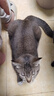 多特思羊奶炖鸡猫主食餐包6包成幼猫湿粮罐头全价猫咪汤包饭 实拍图