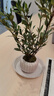 八芽小叶栀子花盆栽开花植物室内桌面茶几好养花卉绿植办公室净化空气 小叶栀子花-陶瓷竖纹盆 带盆栽好 实拍图