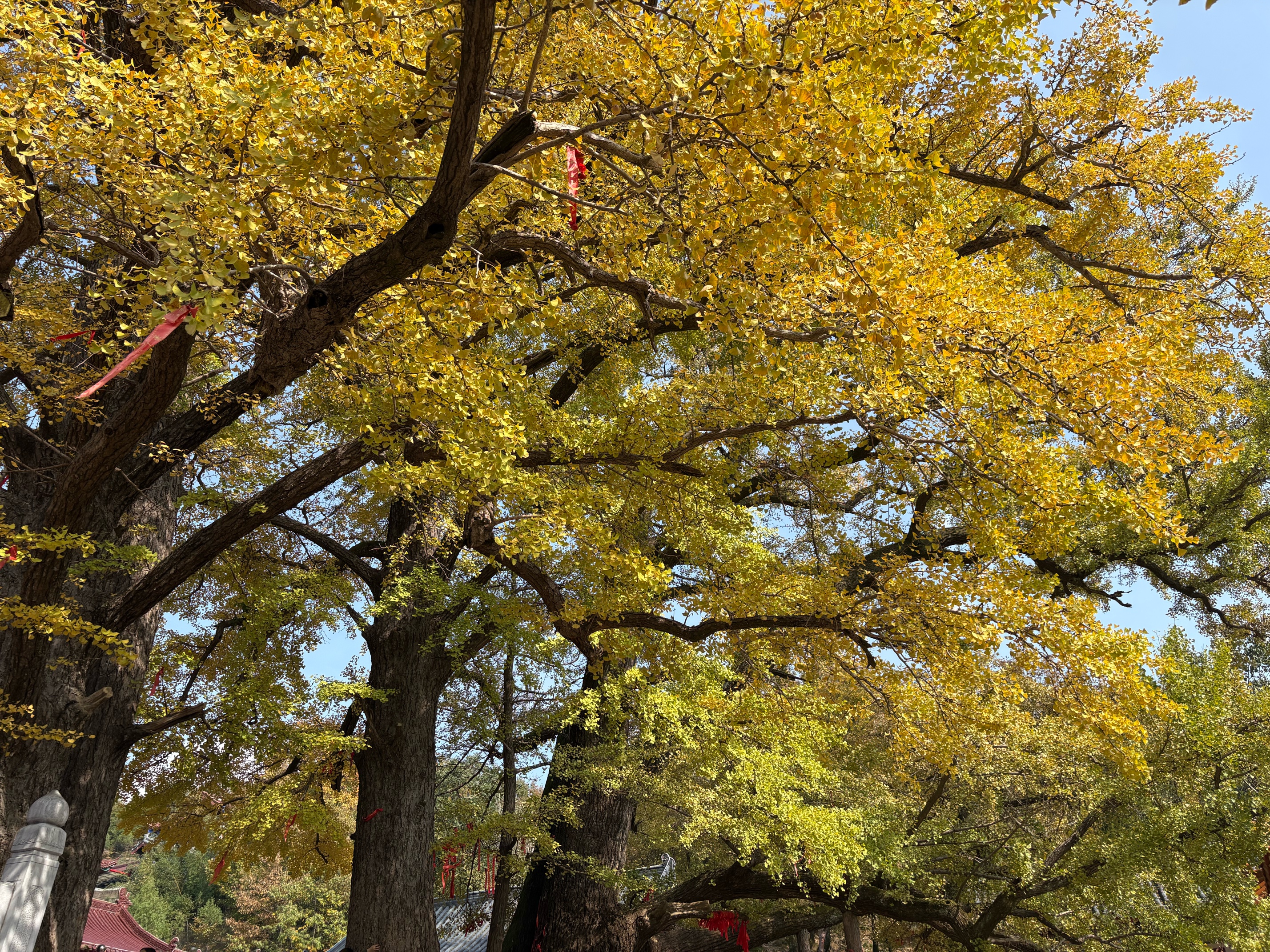 特步（XTEP）防晒面罩遮全脸护颈防蚊脸基尼冰丝骑行口罩遮阳防晒防紫外线女士 实拍图