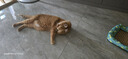 LEGENDSANDY蓝氏猫零食全价主食猫条鲜肉猫湿粮罐头混合味16g*120支 实拍图