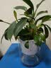 花翁金钻盆栽绿植物大盆绿萝除室内甲醛花卉水培办公净化空气源头直发 实拍图