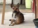 麦富迪 狗狗零食 藻趣儿火腿肠成幼犬训练奖励宠物零食混合味1000g 实拍图