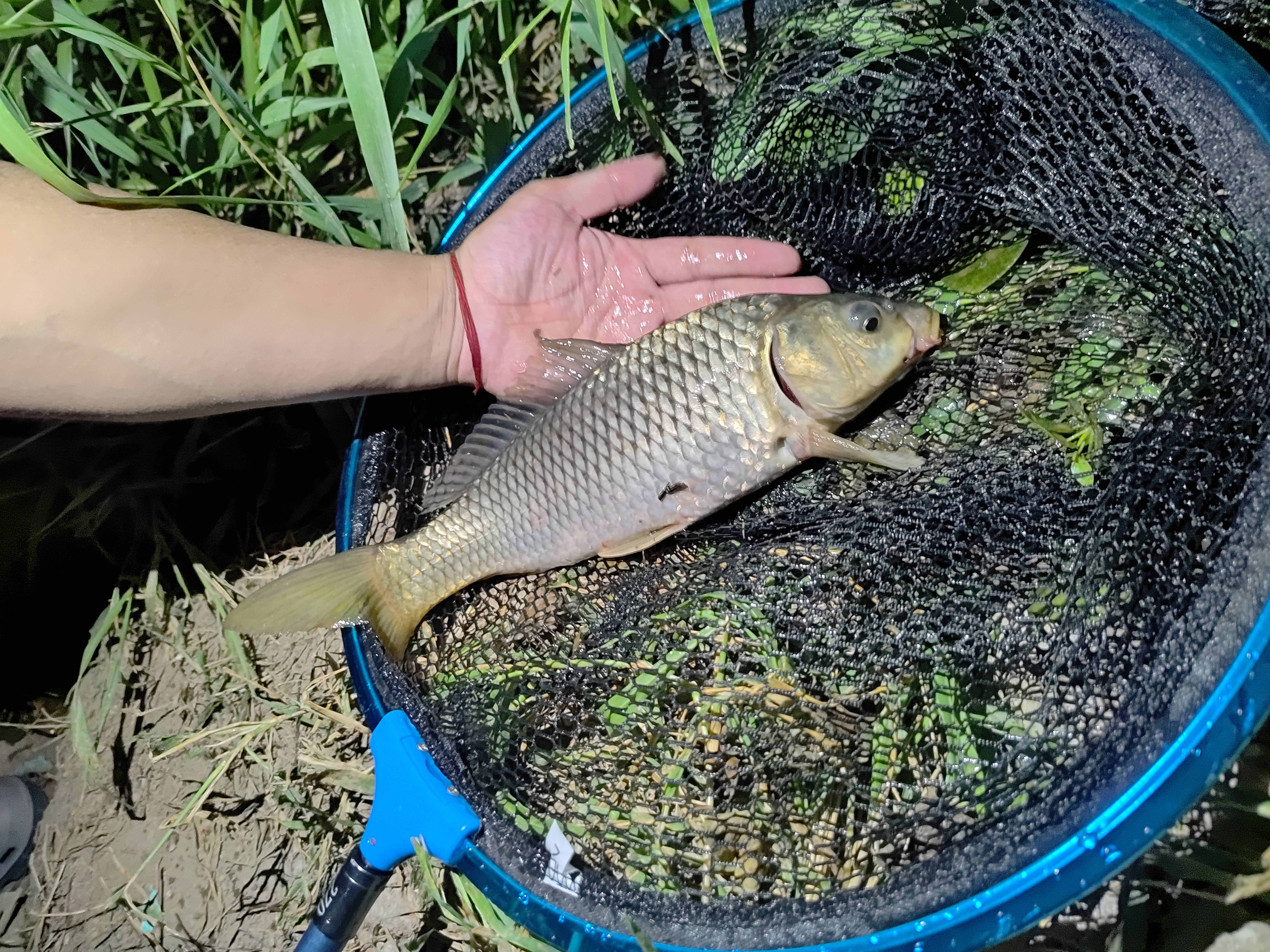西部风老坛甜薯玉米窝料野钓鲫鲤草青鱼打窝钓鱼饵料发酵底窝料 老坛甜薯玉米800g 实拍图