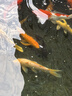 宠翰黄粉鱼药观赏鱼白点净水霉病血鹦鹉锦鲤鱼烂尾水族养鱼用品 实拍图