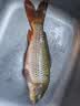 光威（GW）爆护鲫腥味（100克）3袋四季搓拉鱼饵鲫鱼鲤鱼综合饵可拉饵钓鱼饵 实拍图