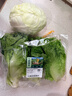 散叶生菜约400g 实拍图