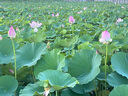 黑狮啤酒【雪花旗下高端品牌】白啤500ml*12听 全麦酿造 端午送礼 实拍图