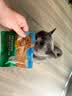 多美洁Fresh Breath猫白乐白洁齿冻干棒12g磨牙清洁口腔零食 实拍图