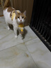 佳乐滋银勺猫罐头猫湿粮猫零食成幼猫进口鸡肉鲣鱼金枪鱼小银鱼70g*24罐 实拍图