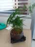 文竹盆栽绿植花卉盆景植物室内客厅水培文松云竹文竹大苗四季常青 文竹【1颗】原盆原土球发货 高度15-25cm 实拍图