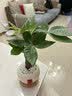 花翁发财树小盆栽绿植物室内客厅装饰中式盆景办公室桌面摆件源头直发 实拍图