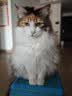 雷米高（RAMICAL） 猫粮猫猫主食主粮幼猫成猫海洋鱼味全价猫粮500g*5 实拍图