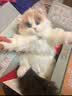 Chongker宠客淡三花猫背包仿真玩偶公仔毛绒玩具安抚送礼女生生日礼物 实拍图