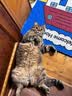 爱立方猫条猫咪营养条湿粮幼猫成猫零食三文鱼混合湿粮肉条狗零食200g 实拍图