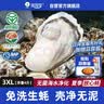 贝司令鲜活免洗生蚝乳山生态牡蛎2XL 净重4斤 13-17只 生鲜 源头直发 实拍图