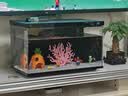 阿拖（ATUO）海绵宝宝珊瑚造景躲避屋卡通公仔菠萝屋鱼缸小摆件水族箱装饰全套 实拍图
