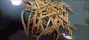 方家铺子X京觅山西大同黄花菜300g/袋装金针菜干货煲汤大同特产 实拍图