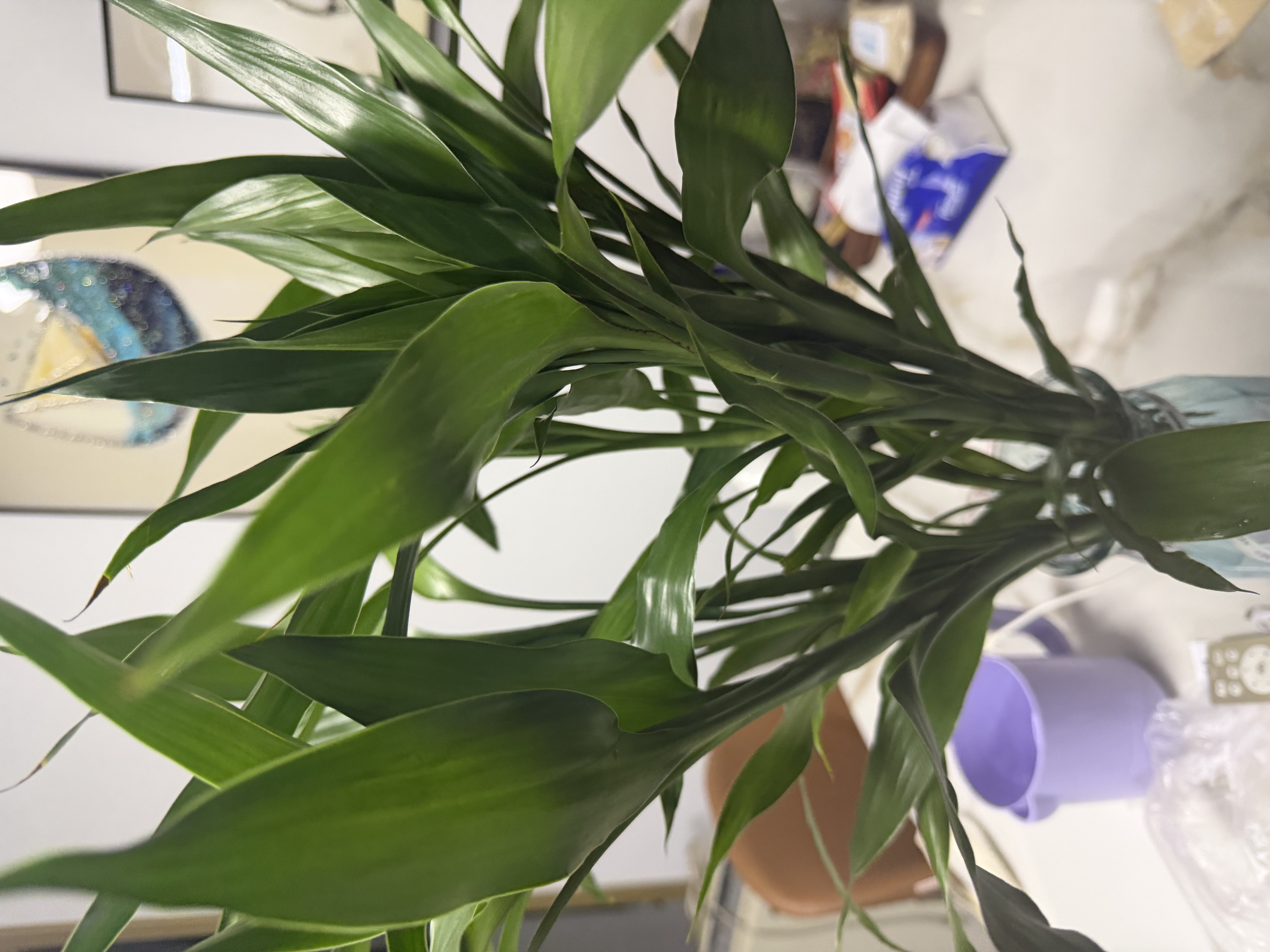 花翁带根富贵竹水培植物客厅招财旺宅花卉绿植盆栽竹子文昌竹源头直发 实拍图