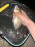 达亿瓦（DAIWA）25新款一击樱 别誂 综合休闲竿野钓鲫鲤手杆台钓竿 7.2m 不支持使用/试用后退换货 实拍图