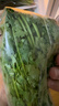 带根香菜100g 实拍图