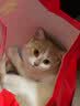 名创优品（MINISO）猫砂木薯豆腐混合猫砂强效除臭无尘吸水京东自营送货上门4斤*1包 实拍图