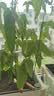 绿园匠植物防倒伏支撑杆玻纤爬藤架固定盆栽花卉护花叶花支架58厘米10支 实拍图