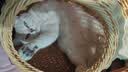 FARMINA PET FOODS法米娜减肥猫粮鲱鱼甜橙绝育成猫粮5kg 实拍图